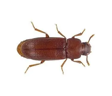 Red Flour Beetle